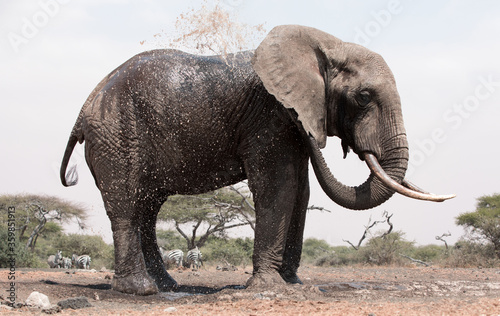 A close up of a single large Elephant  Loxodonta africana  in Kenya. 