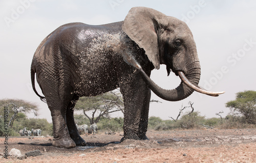 A close up of a single large Elephant  Loxodonta africana  in Kenya. 