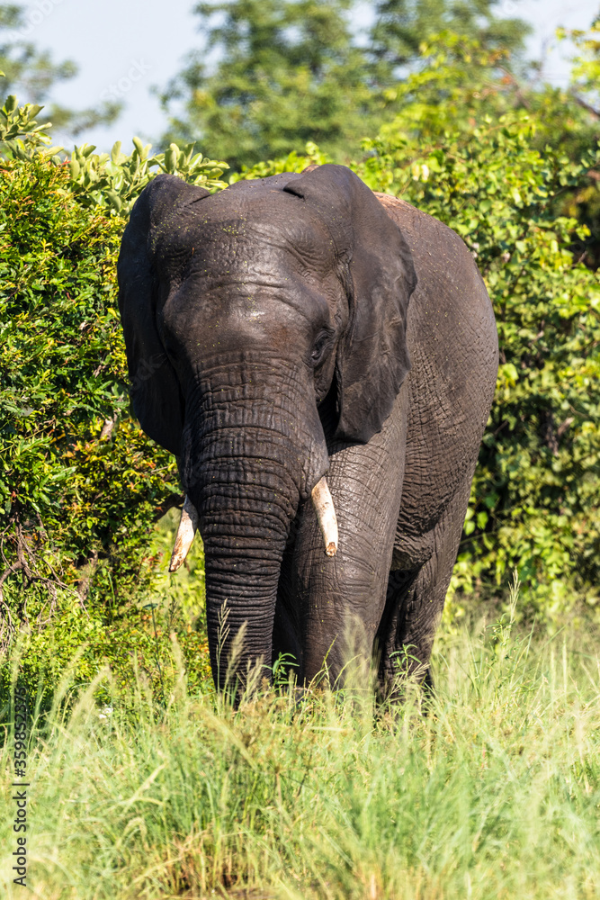Fototapeta premium Wild african elephant close up, Botswana, Africa