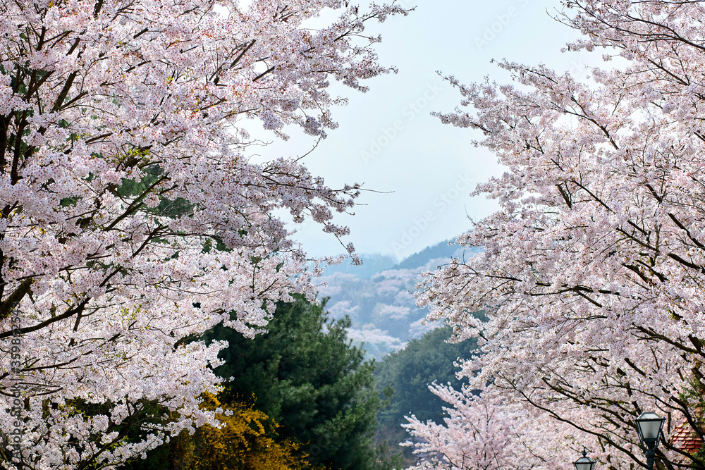 Cherry blossom sakura