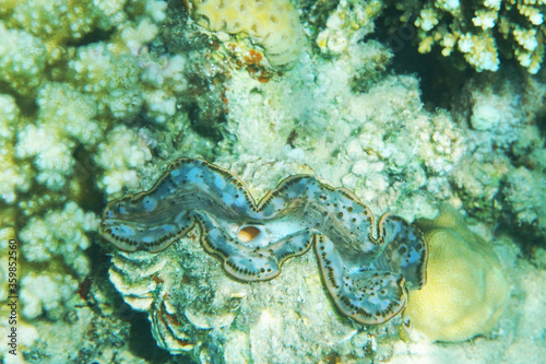 giant clam from egypt