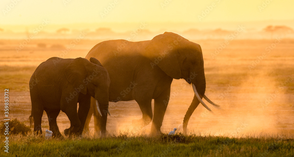 Elephant female and a juvenile elephant walking together in Amboseli National Park in Kenya