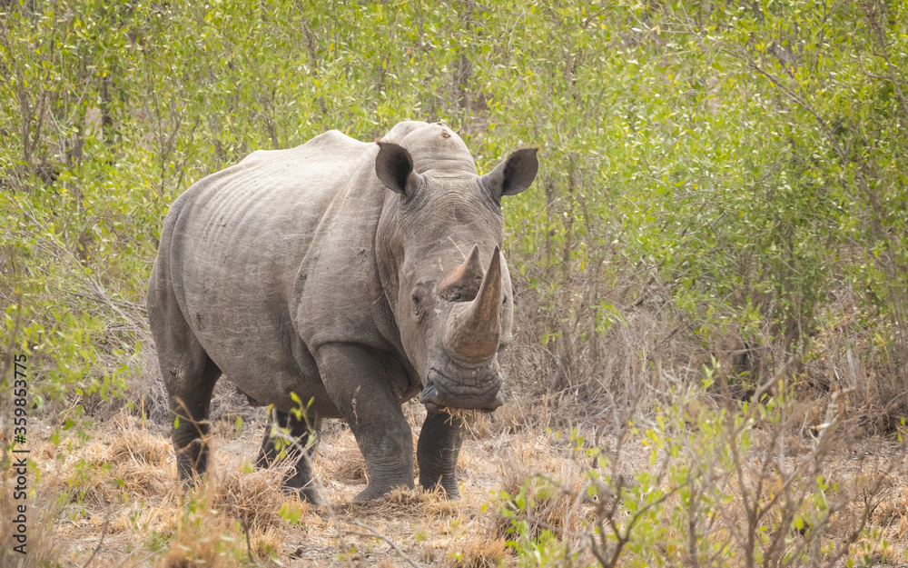 Obraz premium One adult white rhino standing alone surrounded by green bush in Kruger Park South Africa