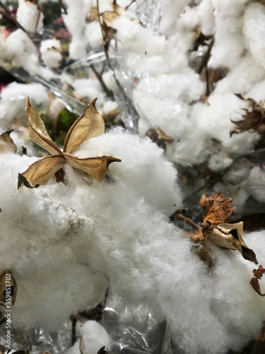 Closeup of a field of cotton bushes crops in Queensland, Australia