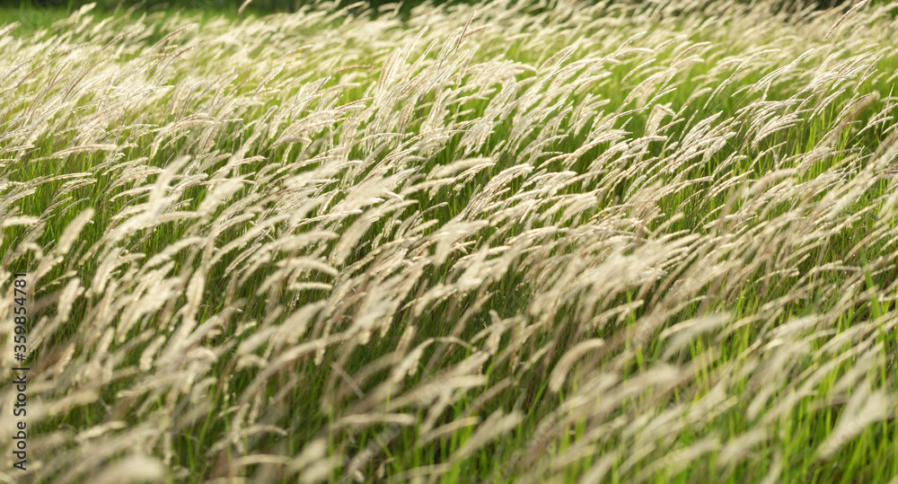 Naklejka premium Field of beautiful grass during sunset