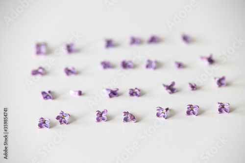 purple lilac flowers lying on a white isolated background in close-up