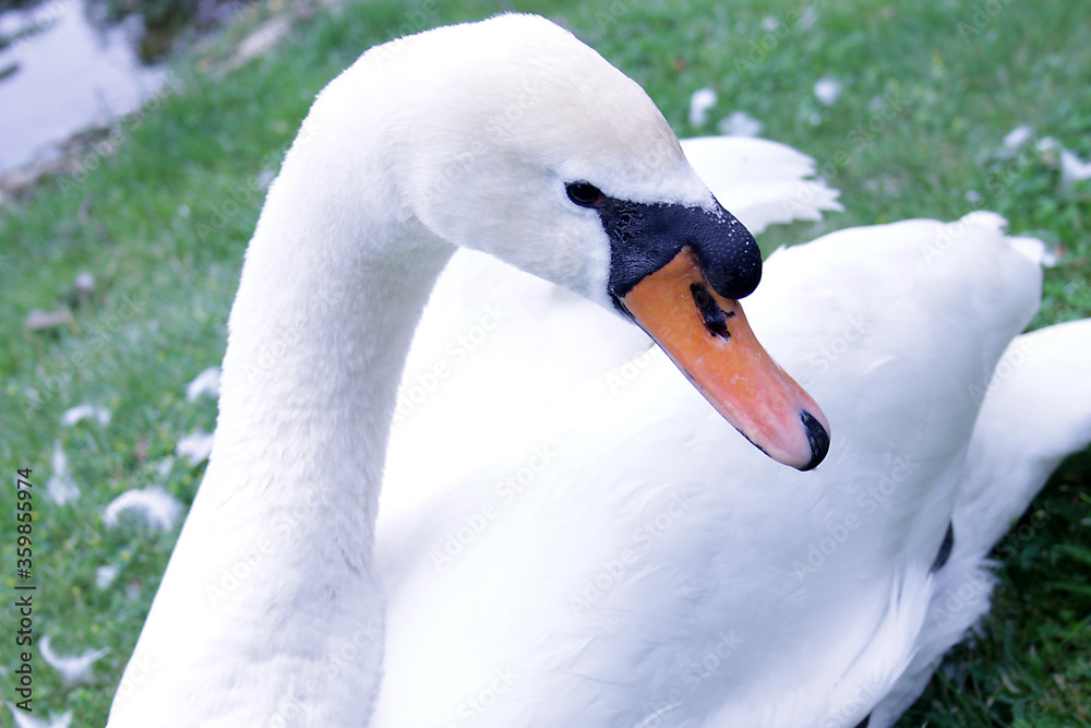 Obraz premium Beautiful white swan close-up on the grass in the park