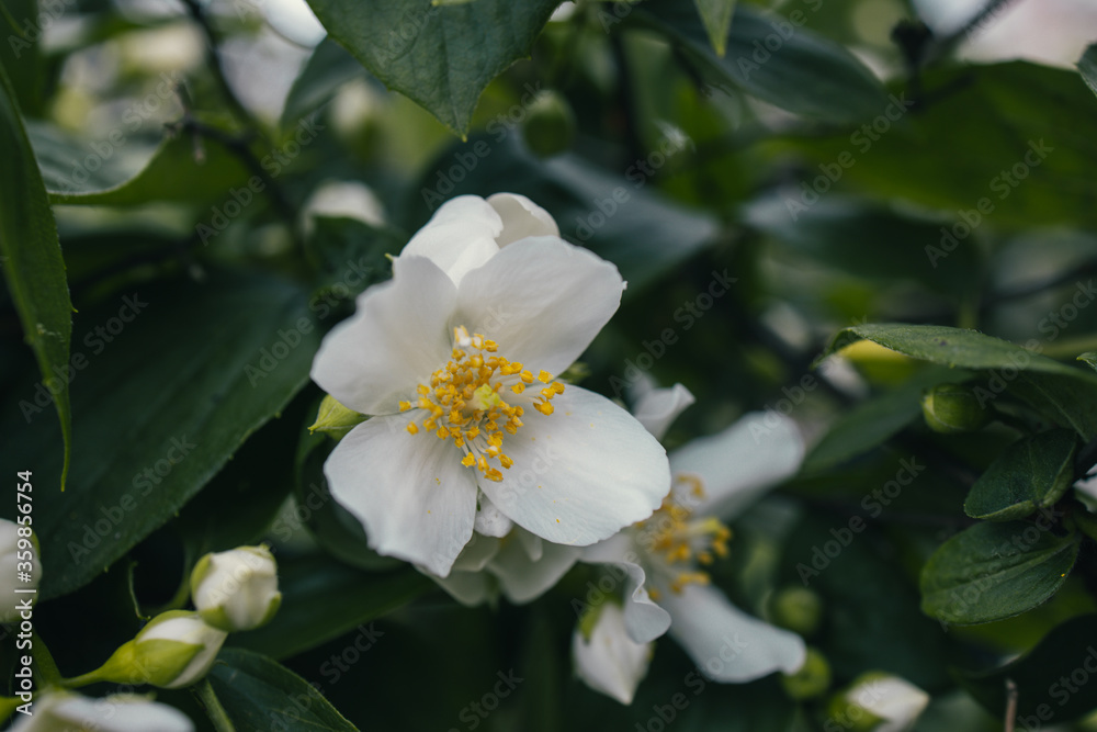 white small jasmine flower on the bush in the garden white small jasmine flower on the bush in the garden