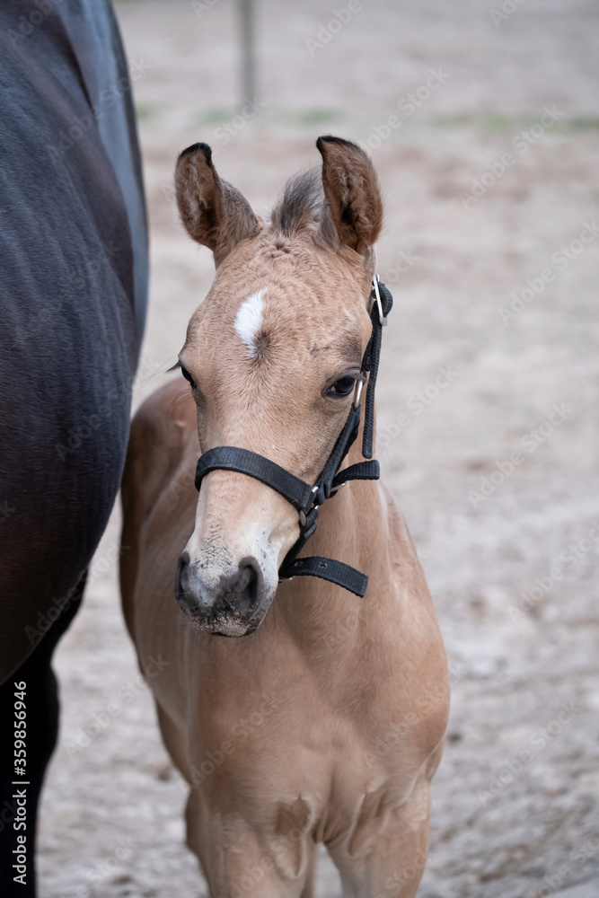 Obraz premium Close-up of a little brown foal,horse standing next to the mother, during the day with a countryside landscape