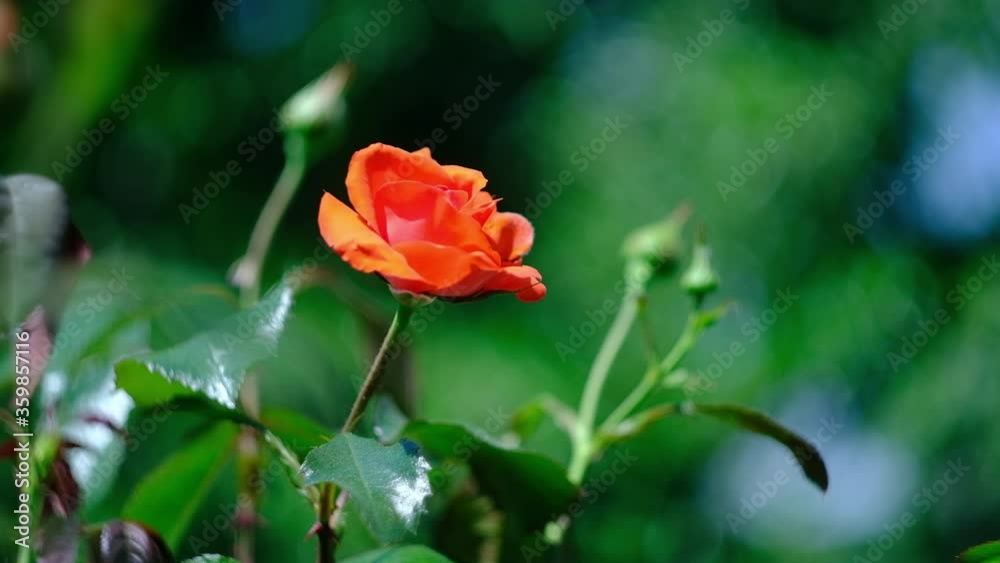 Orange roses in the rose garden on a hot summer day Orange roses in the rose garden on a hot summer day