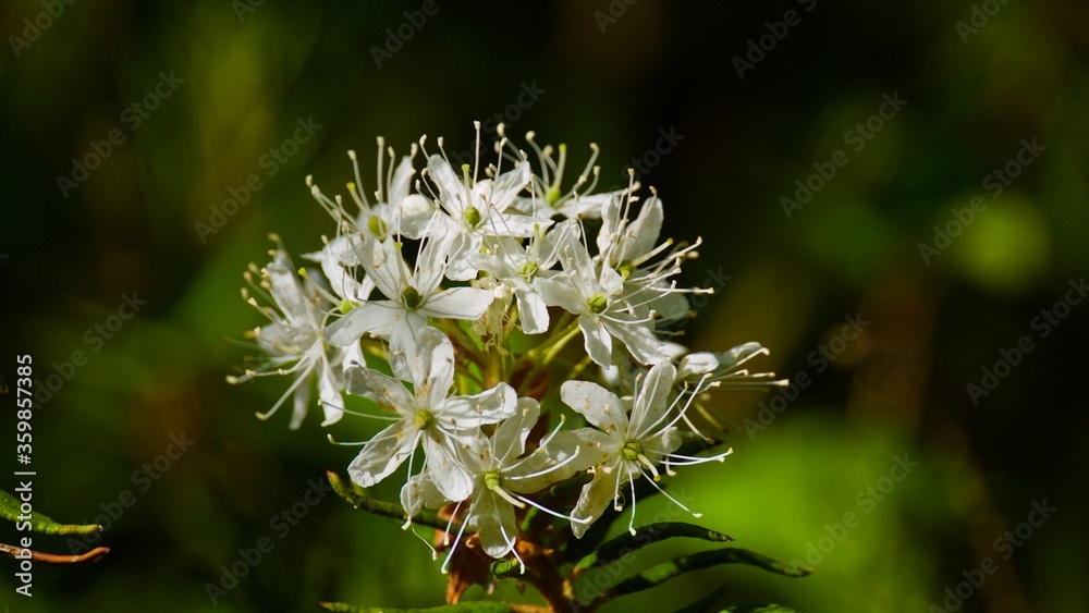 The blossoming Labrador tea in the solar summer wood The blossoming Labrador tea in the solar summer wood