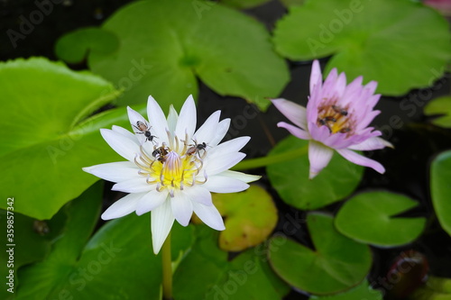 Beautiful white pink water lilies with green leaves and bees and flys inside of lotus.