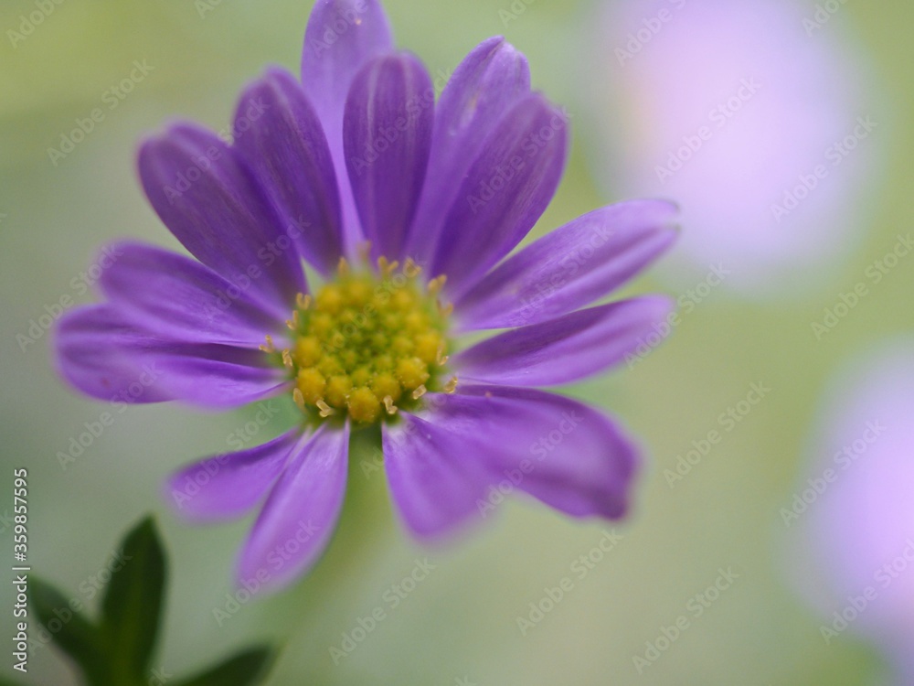 Closeup purple petals daisy flower plants in garden with green blurred background ,macro image sweet color ,soft focus ,bud flower for card design Closeup purple petals daisy flower plants in garden with green blurred background ,macro image sweet color ,soft focus ,bud flower for card design