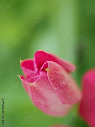 Closeup macro petals of pink periwinkle madagascar flower in garden with green blurred background, sweet color ,soft focus for card design