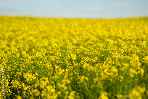 Rapeseed field on a sunny day, with sunlight. © Artsiom P
