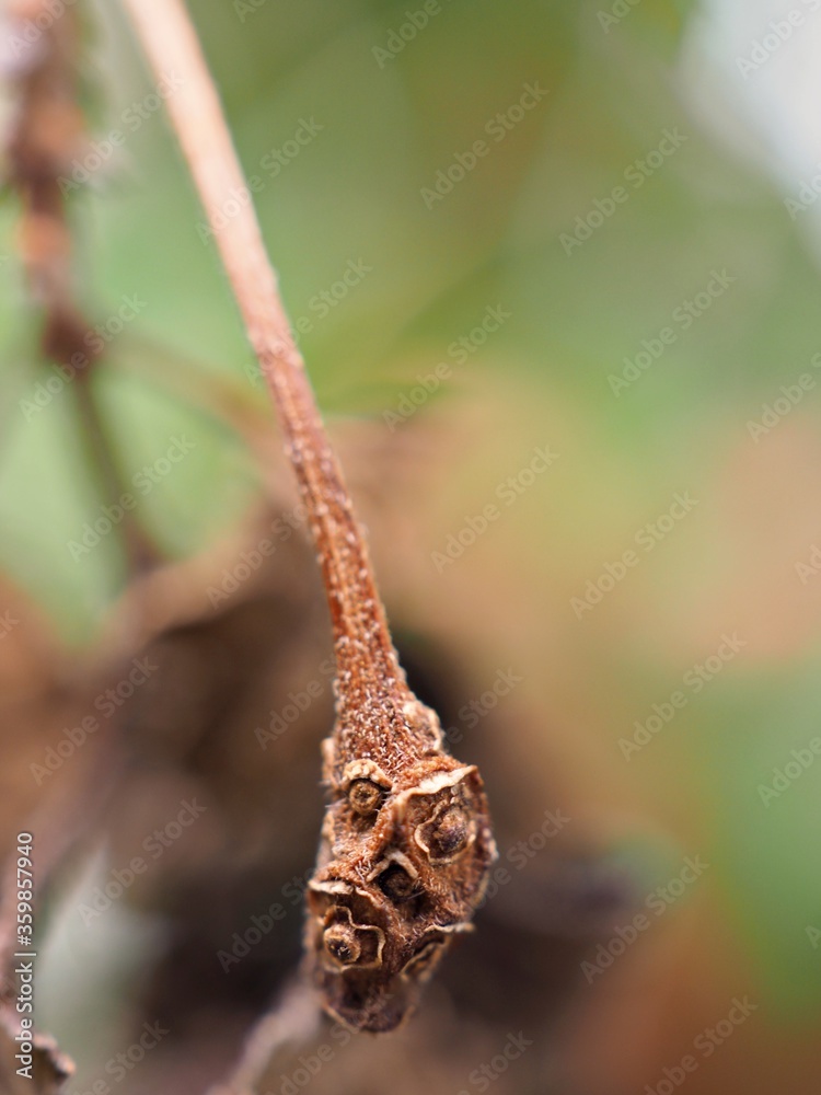 Closeup macro dry leaf of plant in garden with blurred background ,dead leaves in nature , soft focus ,sweet color for card design Closeup macro dry leaf of plant in garden with blurred background ,dead leaves in nature , soft focus ,sweet color for card design