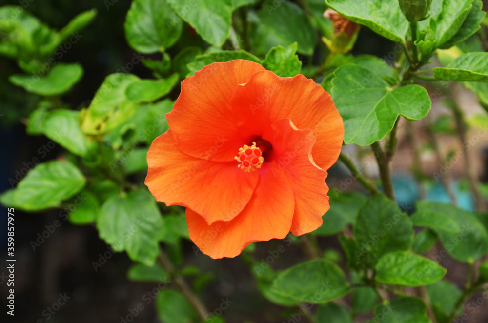 Orange hibiscus flowers that are blooming in the sun Orange hibiscus flowers that are blooming in the sun