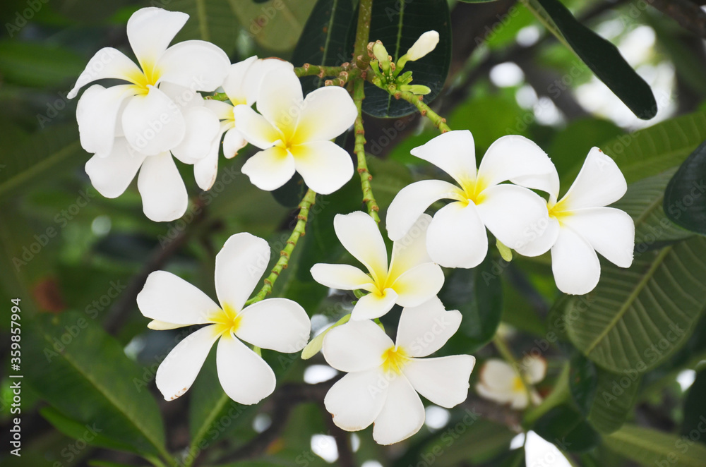 There are many types of Frangipani flowers. Some people believe that Frangipani should not be planted in the house because it is believed to be inauspicious.