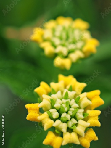 Closeup macro petals of yellow west indian lantana camara flower plants in garden with green blurred background ,soft focus , sweet color for card design