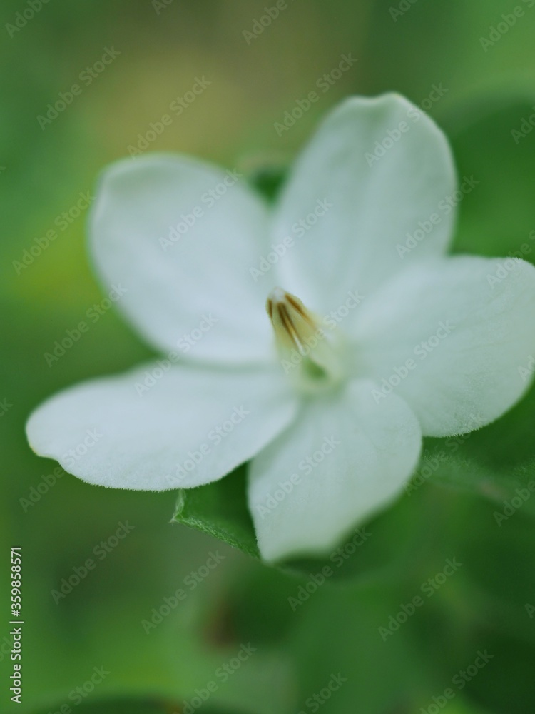 Closeup white petals of water jasmine flowers plants in garden with green blurred background ,macro image, soft focus for card design Closeup white petals of water jasmine flowers plants in garden with green blurred background ,macro image, soft focus for card design