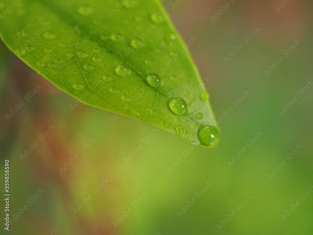 Closeup water drops on green leaf with blurred background ,macro image ,dew on nature leaves , droplets in forest ,yellow flower with drops of water, soft focus for card design Closeup water drops on green leaf with blurred background ,macro image ,dew on nature leaves , droplets in forest ,yellow flower with drops of water, soft focus for card design
