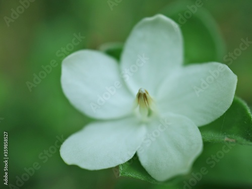 Closeup white petals of water jasmine flowers plants in garden with green blurred background ,macro image, soft focus for card design