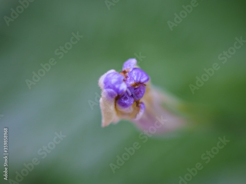 Closeup purple bud flower of ruellia toberosa wild petunia flower plant in garden with green blurred background ,soft focus for card design photo