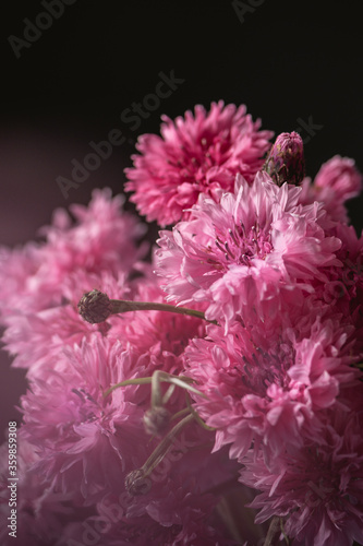 Border Art Design background with cornflowers