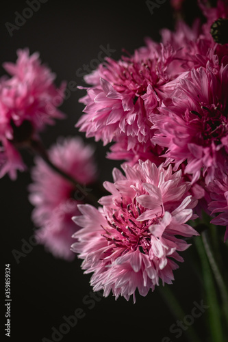 Border Art Design background with cornflowers