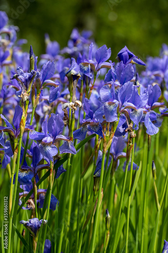 Blue flowers Iris versicolor beautifully blooming in the garden