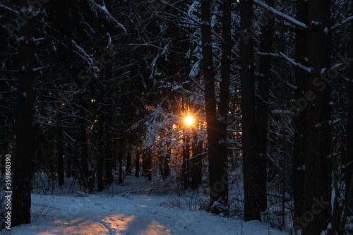 Winter sun through the forest. Sunbeams through the forest.