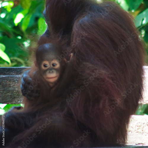 Borneo-Orang-Utan