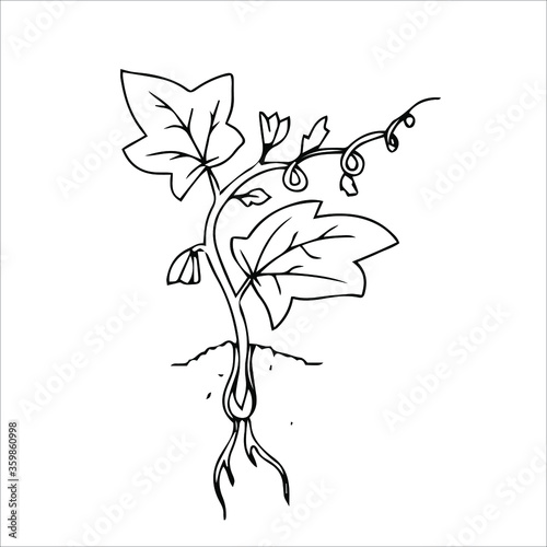 growing and ripening cucumber on a bed illustration isolated on a white background