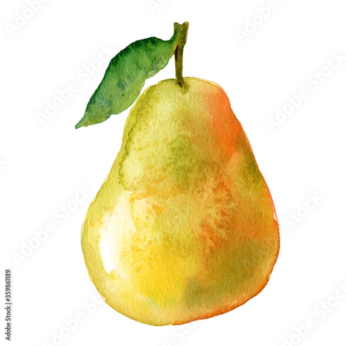 Watercolour pear illustration. Hand drawn sweet pear. Fresh yellow fruit. Bright and fresh illustration. Watercolor botanical painting. 