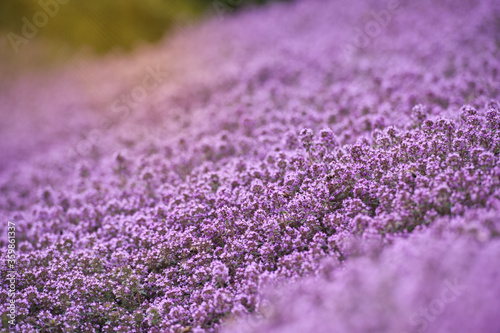 Honey bee on Flowering thyme in the summer garden. Thymus vulgaris Faustini plant. Italian Thyme blossom. Flowering Thyme in herb garden. Thyme Lila Flowers, macro closeup banner