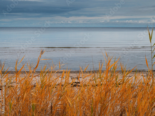 View on calm water of Riga gulf Baltic sea  Jurmala area. Warm tall grass in foreground  Calm blue sky in the background. Nobody. Latvia.
