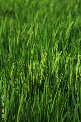 grass, green, field, nature, plant, agriculture, summer, spring, wheat, meadow, farm, crop, rice, growth, texture, food, lawn, fresh, outdoors, close-up, paddy, environment, natural, landscape, macro