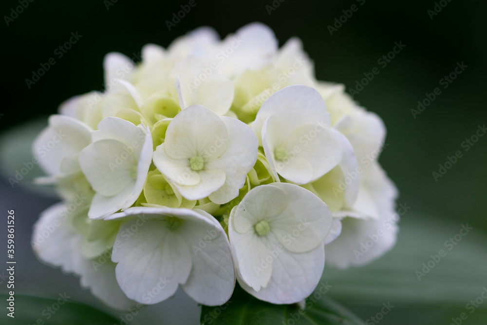 木漏れ日と紫陽花の花 千葉県 日本 木漏れ日と紫陽花の花 千葉県 日本