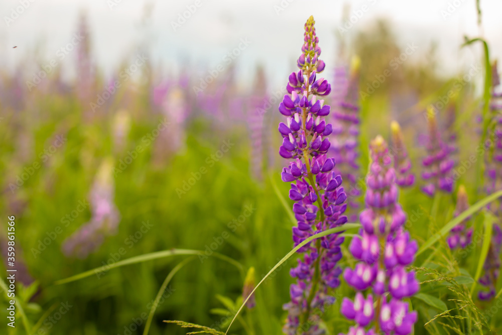 Fototapeta premium field of lavender