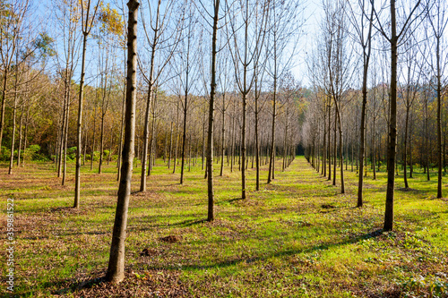 Fotografi Rows of trees planted for reforestation