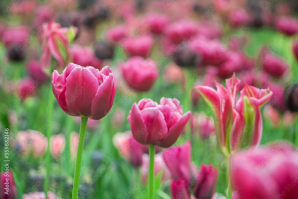 Pink tulips close-up Netherlands fields