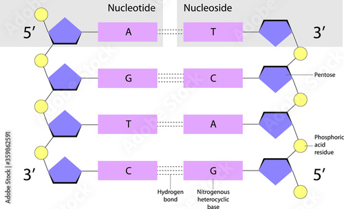 Nucleotides are organic molecules. Nucleosides are glycosylamines photo