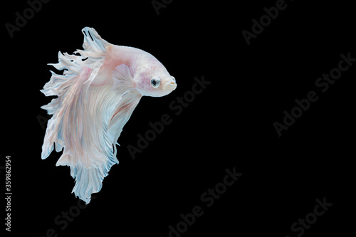Multicolor Betta spendens fighting fish (Rosetail) Halfmoon fancy in Thailand on isolated black background with copy space. The moving moment beautiful Siamese betta fish with clipping path. © kaew6566