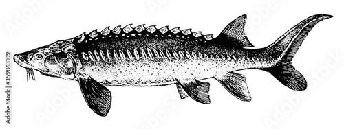 White Sturgeon, Fish collection. Healthy lifestyle, delicious food. Hand-drawn images, black and white graphics.