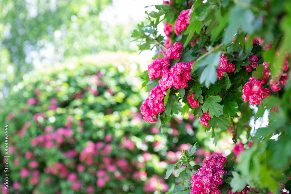 flowering hawthorn tree in the garden