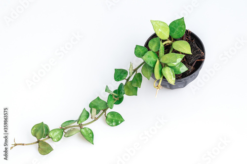 Branch of Hoya krohniana in black pot isolate on white background.Close up Hoya lacunosa (heart leaf)