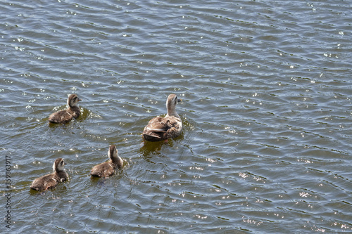 young bird of duck in water