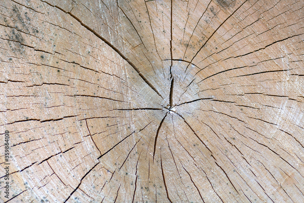 Cross section of a tree trunk