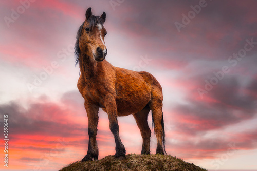 Quadro em tela The Connemara pony standing on the hill at sunset