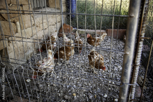 Chickens eating in a cage